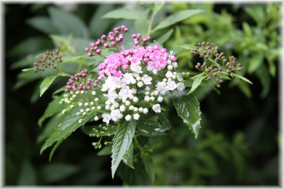 Tawuła japońska 'Genpei' - Spiraea japonica 'Genpei'