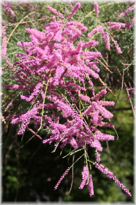 Tamaryszek francuski - Tamarix gallica