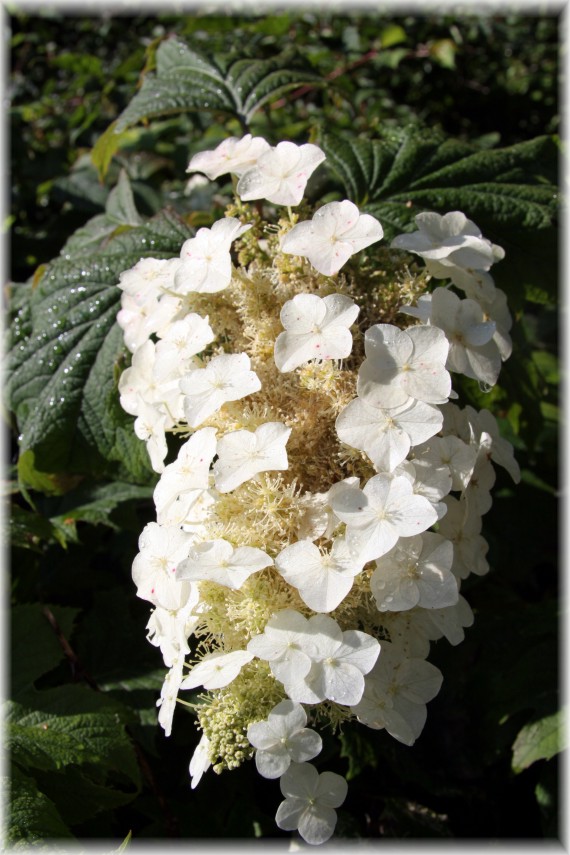 Hortensja dębolistna - Hydrangea quercifolia