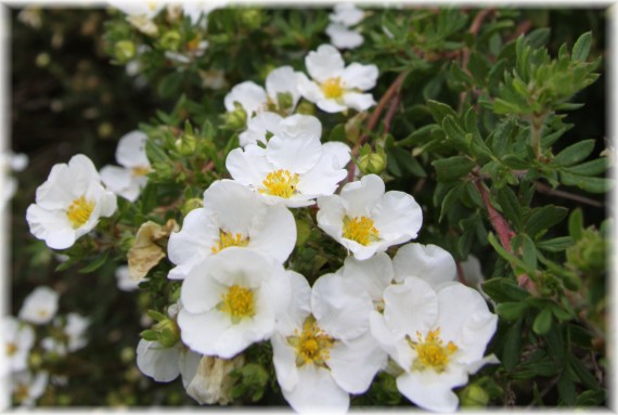 Pięciornik krzewiasty 'Farrer's White'- Potentilla fruticosa 'Farrer's White'