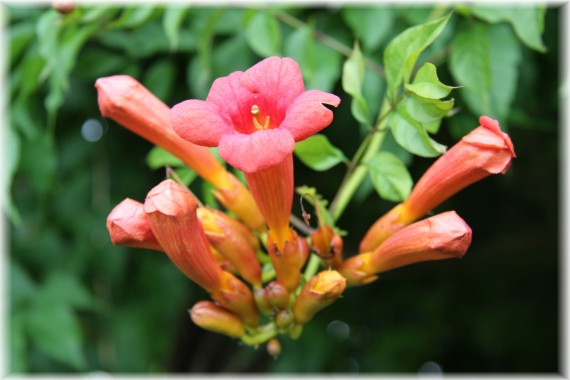 Milin amerykański - Campsis radicans