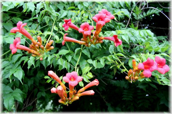 Milin amerykański - Campsis radicans