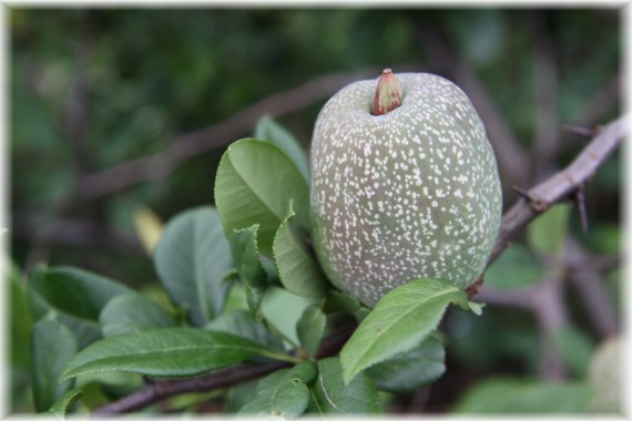 Pigwowiec - Chaenomeles sp.