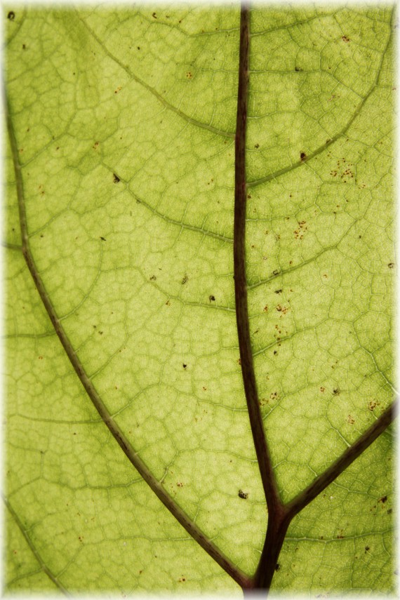 Lepiężnik różowy - Petasites hybridus﻿