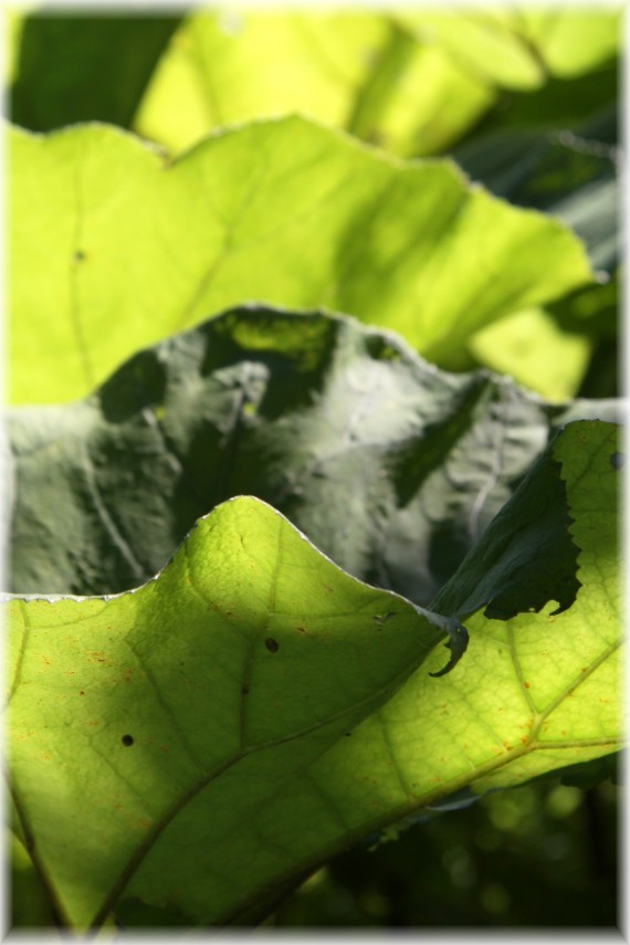 Lepiężnik różowy - Petasites hybridus﻿﻿