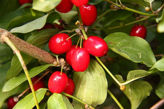 Dereń jadalny - Cornus mas