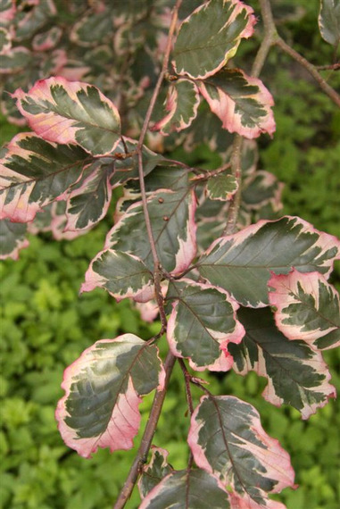 Buk pospolity 'Purpurea Tricolor'