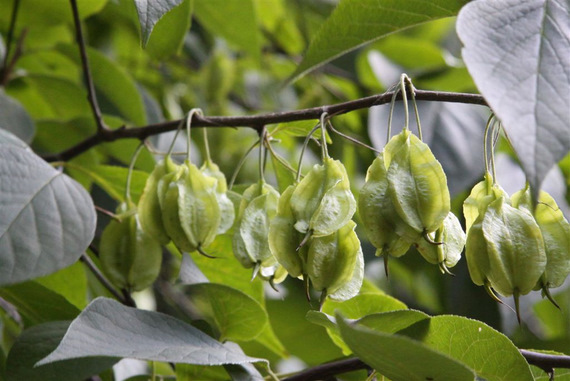 Ośnieża karolińska - Halesia carolina