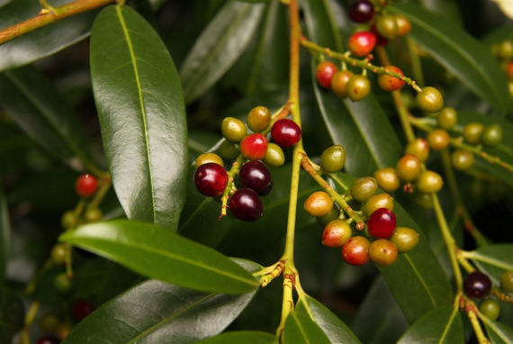 Laurowiśnia wschodnia - Prunus laurocerasus