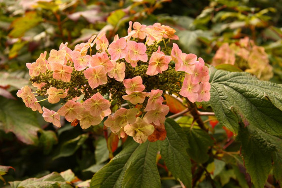 Hortensja dębolistna - Hydrangea quercifolia