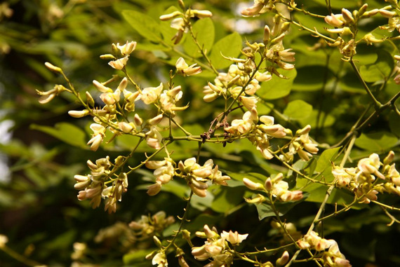 Perełkowiec japoński - Sophora japonica