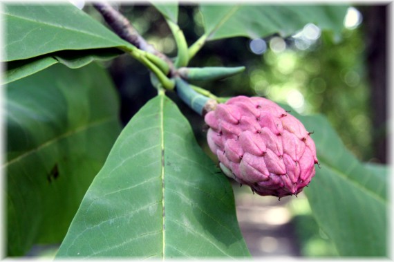 Magnolia parasolowata - Magnolia tripetala