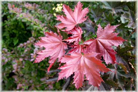 Klon pospolity 'Red Star' - Acer platanoides 'Red Star'