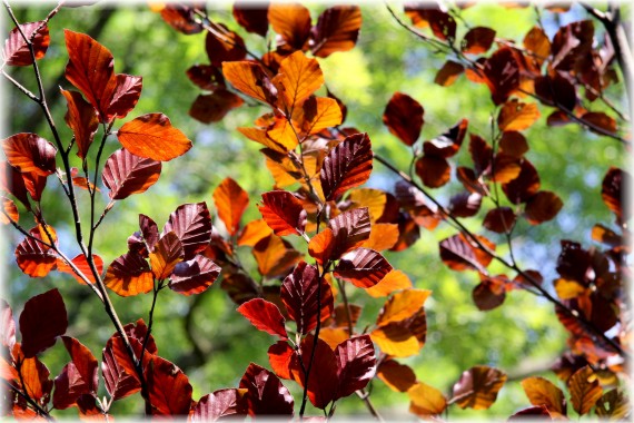 Buk pospolity 'Purpurea Gorzyń' - Fagus sylvatica 'Purpurea Gorzyń'