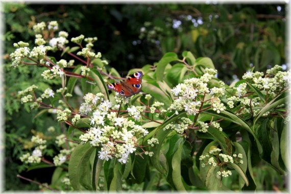 Heptakodium chińskie - Heptacodium miconioides