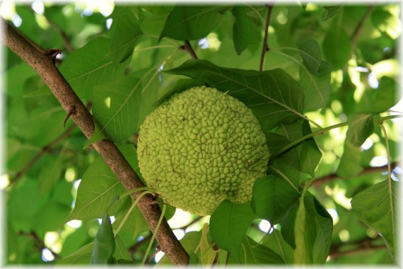 Żółtnica pomarańczowa - Maclura pomifera