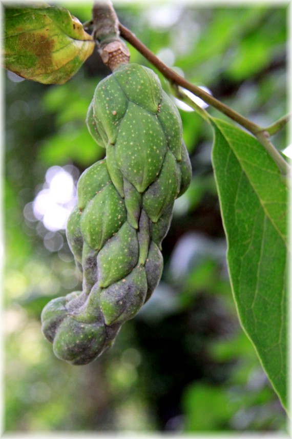 Owocostan magnolii pośredniej - Magnolia xsoulangeana