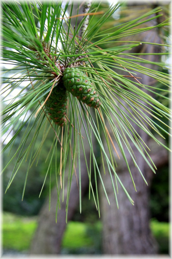 Sosna czarna - Pinus nigra﻿