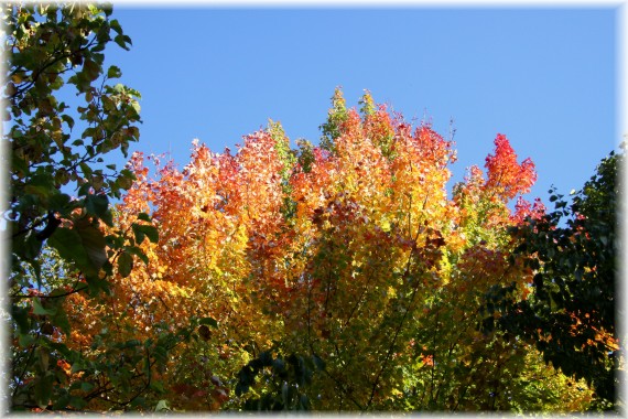 Klon czerwony - Acer rubrum﻿