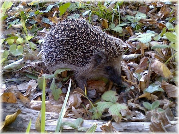 Jeż - Erinaceus europaeus