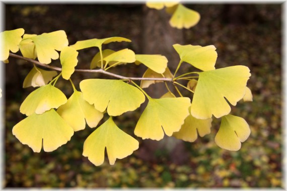 Miłorząb dwuklapowy - Ginkgo biloba