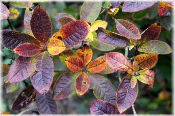 Azalia - Rhododendron sp.