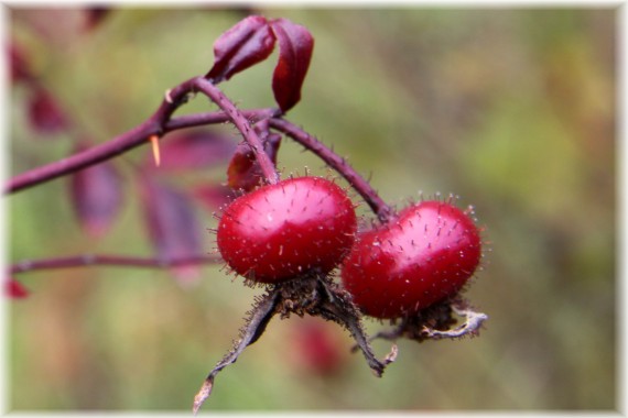 Róża - Rosa sp.