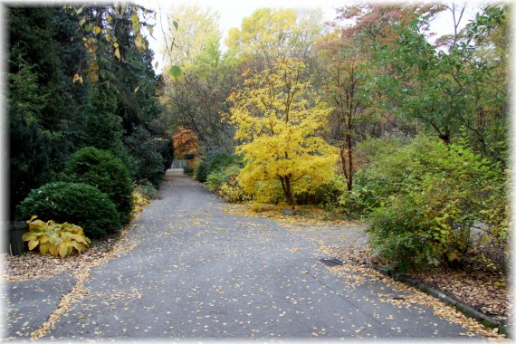 Jesień w Arboretum