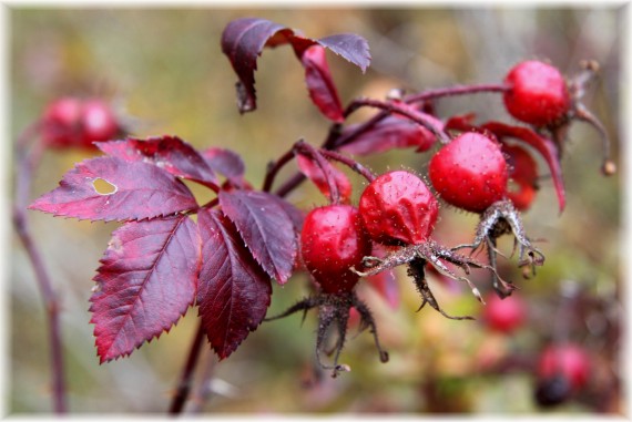 Róża - Rosa sp.