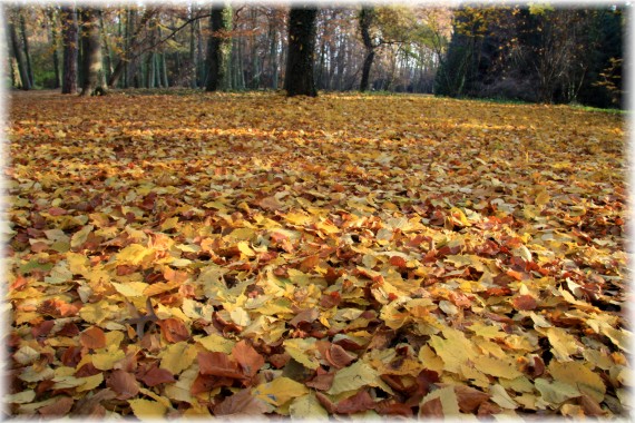 Jesień w Arboretum