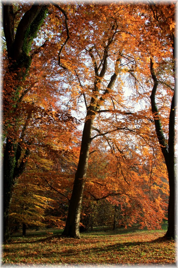 Jesień w Arboretum