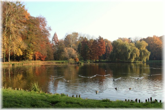 Jesień w Arboretum