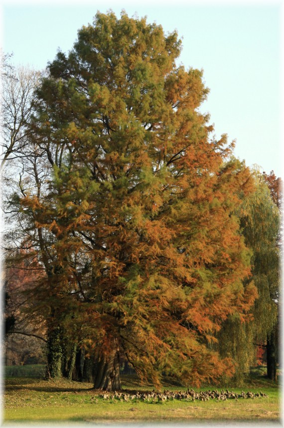 Cypryśnik błotny - Taxodium distichum﻿