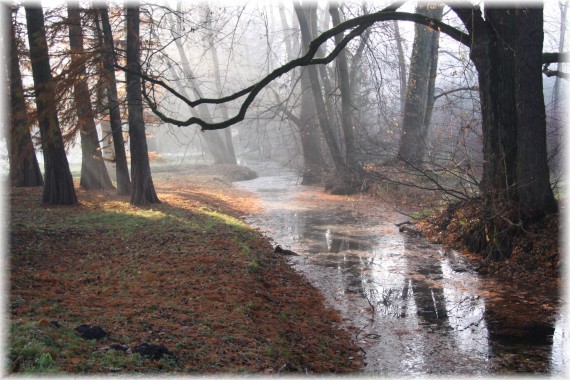 Jesienny poranek w Arboretum Kórnickim