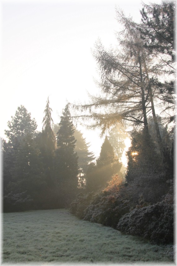 Jesienny poranek w Arboretum Kórnickim