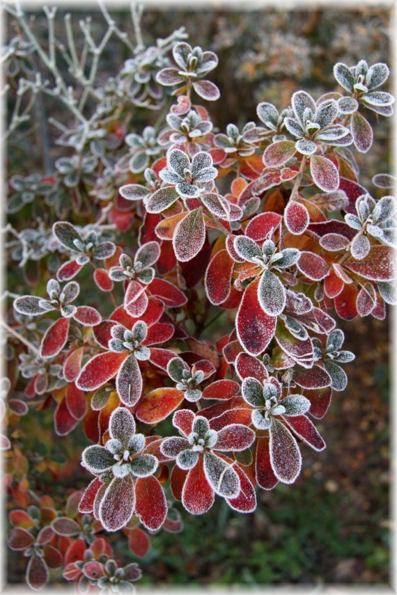 Różanecznik - Rhododendron sp.