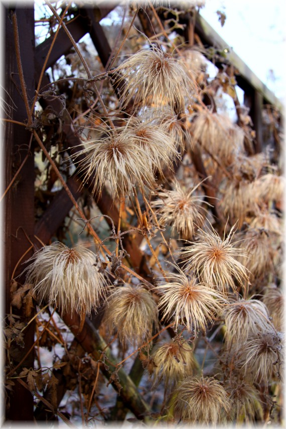 Powojnik - Clematis sp.