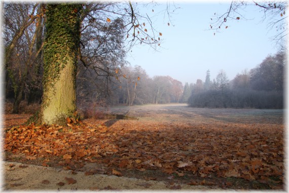 Jesienny poranek w Arboretum Kórnickim