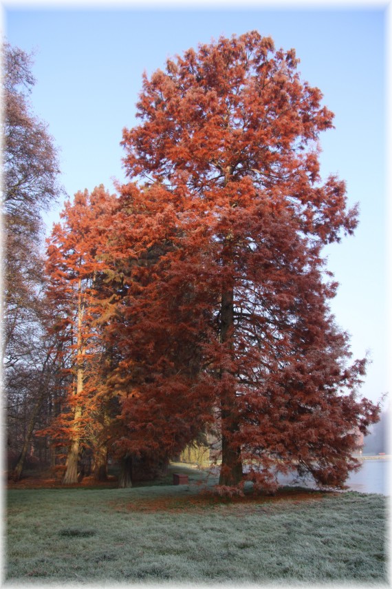 Cypryśnik błotny - Taxodium distichum