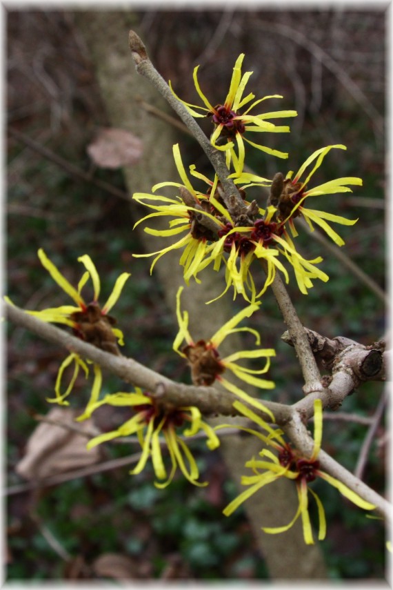 Oczar omszony - Hamamelis mollis