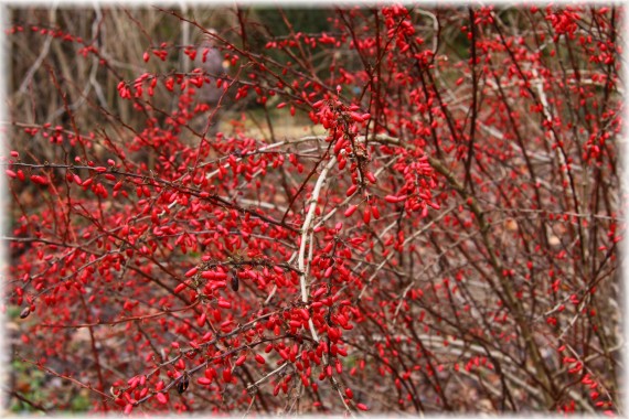 Berberys Thunberg'a - Berberis thunbergii