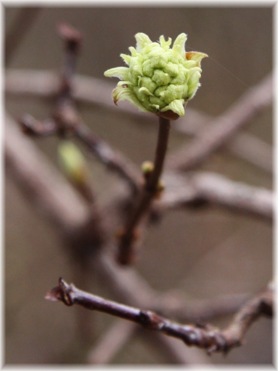 Kalina wonna - Viburnum farreri