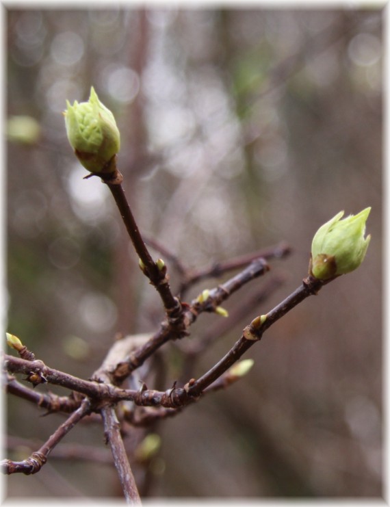 Kalina wonna - Viburnum farreri