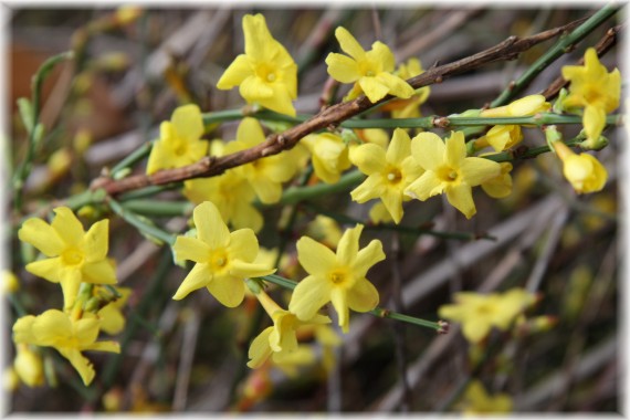 Jaśmin nagokwiatowy - Jasminum nudiflorum