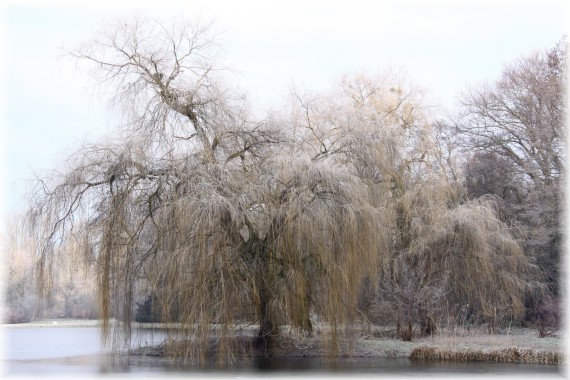 Wierzba płacząca - Salix xsepulcralis 'Chrysocoma'