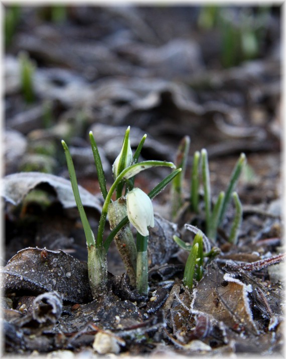 Pierwsze przebiśniegi - Galanthus nivalis