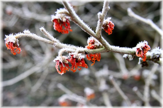 Oczar pośredni 'Jelena' - Hamamelis xintermedia 'Jelena'