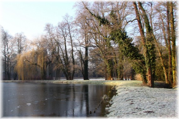 Zimowy poranek w Arboretum Kórnickim