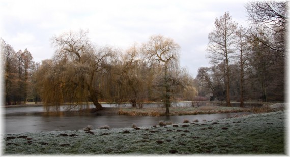 Zimowy poranek w Arboretum Kórnickim