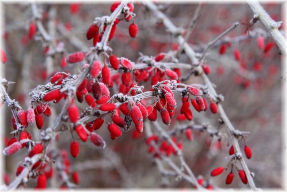 Berberys Thunberg'a - Berberis thunbergii